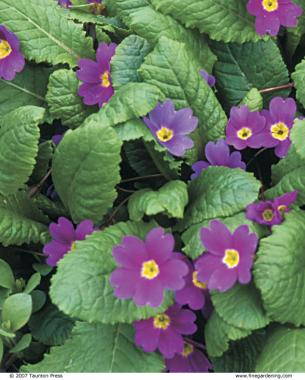 Though rare in cultivation, P. abschasica is a robust, long-lived primrose