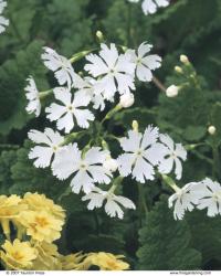 White flowers of P. sieboldii