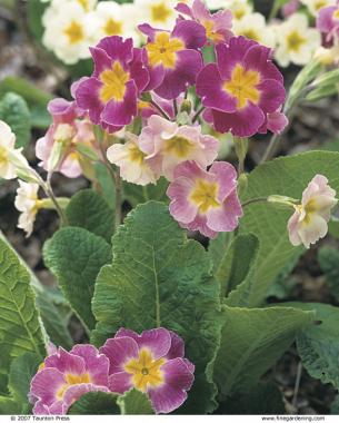 Polyanthus primroses