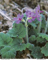 P. kisoana is a Japanese species with clusters of soft pink flowers.