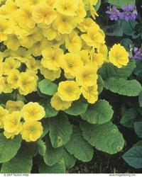 Polyanthus primroses are old-fashioned hybrids