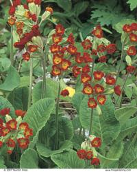 The cowslip primrose is an English wildflower, with tubular, sweetly scented flowers.