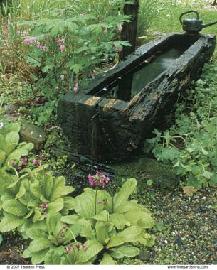 Water-loving primroses near an artificial water source