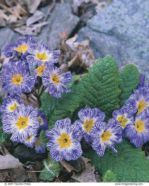 ‘Blue Denim’ is a hybrid with electric flowers.