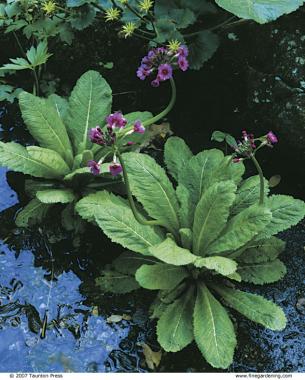 Hummingbirds are attracted to the bright candelabras of Japanese primroses.