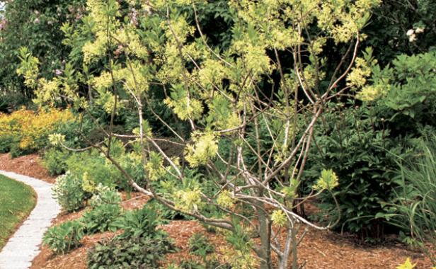 Trees and plants along a mulched narrow pathway