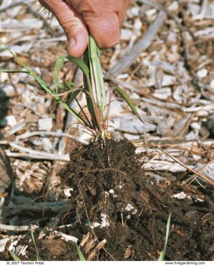 pulling a weed rooted in mulch