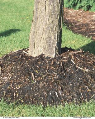 Mounded “mulch volcanoes” around trees can cause disease and even death