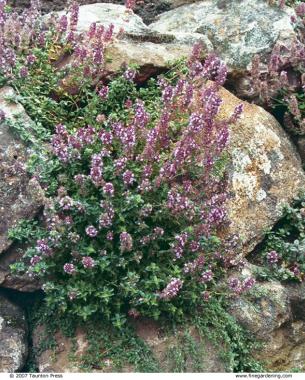 cascading plants in front of a rock