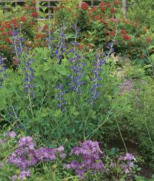 blue wild indigo rises behind a patch of Appalachian smooth phlox