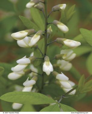 White wild indigo (Baptisia alba) sports dusty, charcoal stems