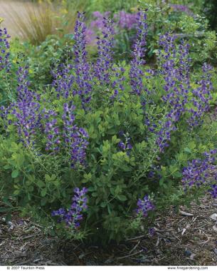 Blue wild indigo (Baptisia australis)