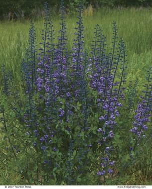 ‘Purple Smoke’ wild indigo (Baptisia X ‘Purple Smoke’) has purple-eyed flowers