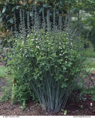 Mature plants resemble small shrubs in size and shape