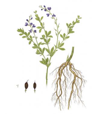 drawing of wild indigo plant, root and seeds