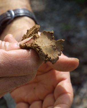 Kneading the soil between fingers to form a flat ribbon