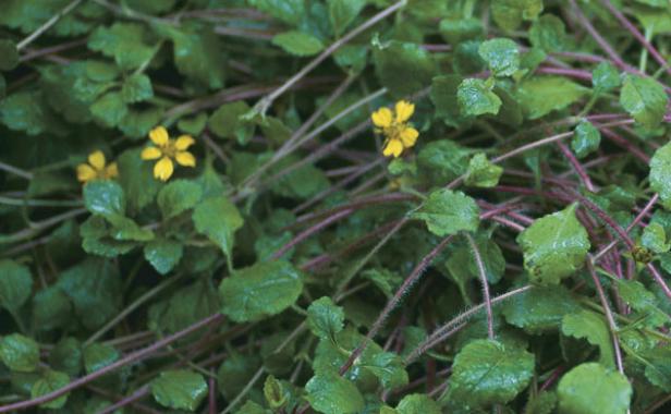 Eco-Lacquered Spider' boasts shiny green-and-gold foliage that is purplish in winter and accented by tiny yellow flowers in spring.