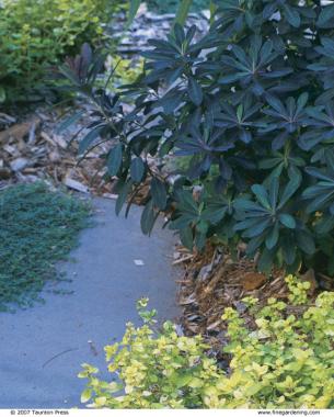 Golden creeping oregano shines along a pathway edge. Here it accents the purple leaves of ‘Chameleon’ spurge