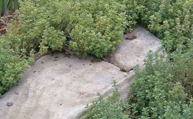 Use golden creeping thyme to spread quickly around stepping stones. Its leaves release a lemony scent when brushed.