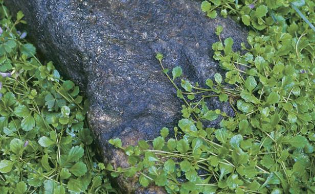 Ground-hugging Mazus reptans fills in neatly around rocks. Its tiny flowers look like miniature snapdragons.