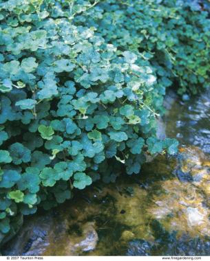 Creeping raspberry.