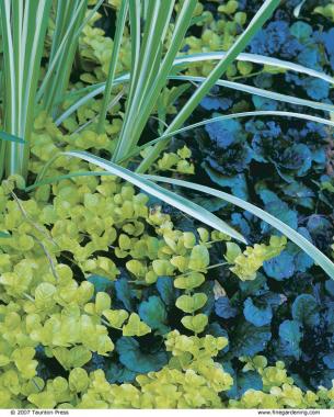 Golden creeping Jenny’s brilliant foliage looks stunning against dark-colored plants.