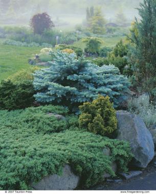 The low, sprawling Juniperus procumbens ’Nana’ fronts a Chamaecyparis obtusa ‘Nana Lutea’, at lower right, and a steely blue Picea pungens ‘Montgomery’, center.