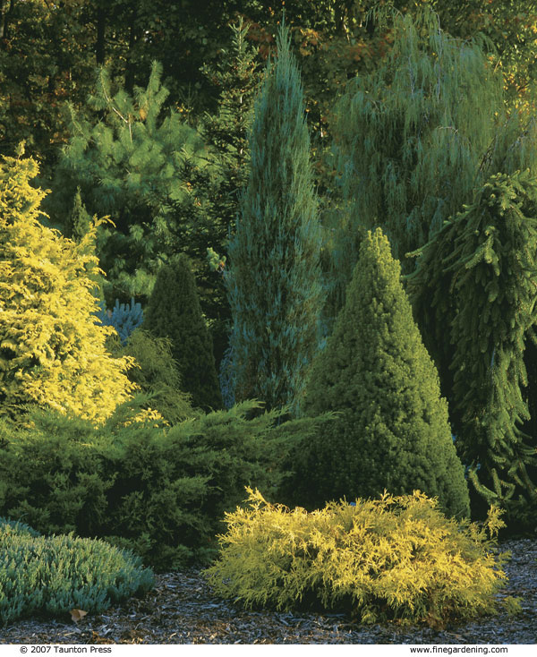 The bright yellow of a Chamaecyparis obtusa ‘Crippsii’ shines in a stand of trees that includes the tall, cylinder-shaped Juniperus scopulorum ‘Skyrocket’ and the conical Alberta spruce (Picea glauca ‘Conica’).