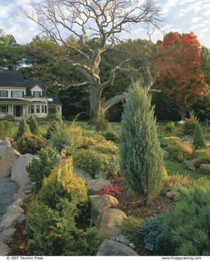 A bronzy Thuja occidentalis ‘Sudworthii’ brightens hinoki cypress (Chamaecyparis obtusa ‘Nana Gracilis’), at lower left, and ‘Moonglow’ juniper (Juniperus scopulorum ‘Moonglow’), right.