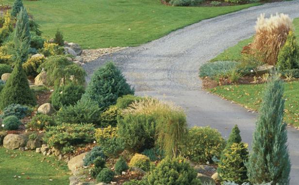 Conifers of all shapes, sizes, and colors grow in free-form, raised beds edged with stone.