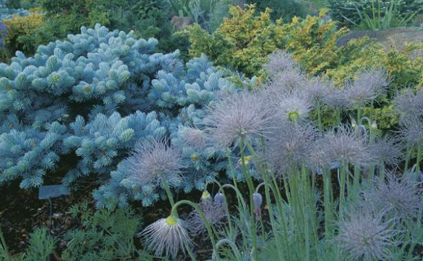 The fluffy seed heads of pasque flower also add seasonal interest to this grouping of conifers.