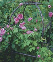 copper trellis supporting a sprawling rose