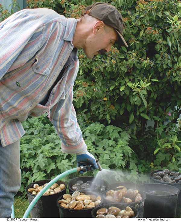 Author wetting rocks in buckets to accentuate their color distinctions.