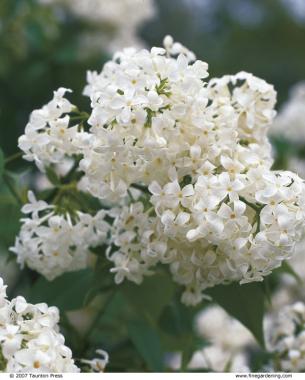 'Sister Justina' a white French Lilac Hybrid. 