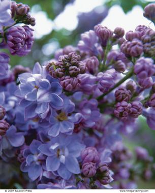 Fragrant Purple Lilac - Stark Bro's