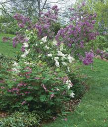 Underplant lilacs with other spring flowers.