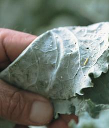 Hover Flys on Cabbage