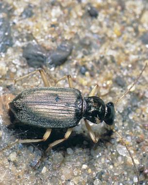 Ground Beetles