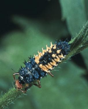 Lady beetle larva