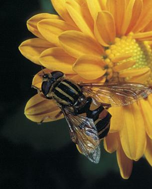 Syrphid Flies 