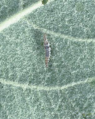 Gray Alligatorlike Larvae