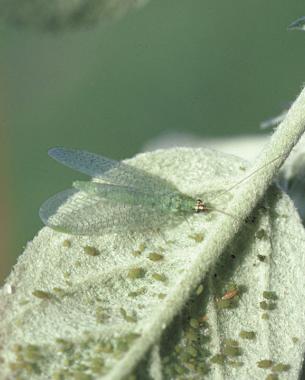 Attracting Beneficial Insects - FineGardening