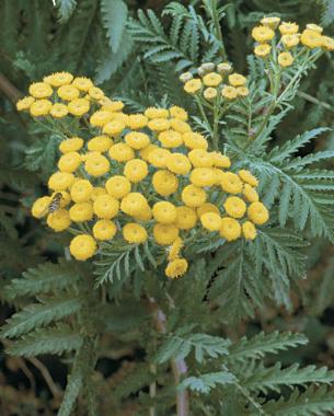 yellow button flowers of tansy attract lady beetles, lacewings, minute pirate bugs, and parasitic wasps.