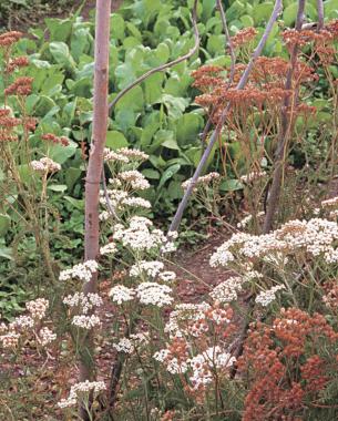 nectar-bearing plants