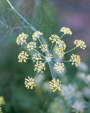 The tiny flowers of umbelliferous plants