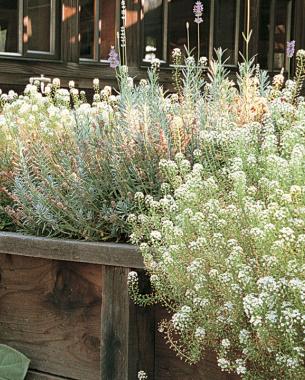 sweet alyssum