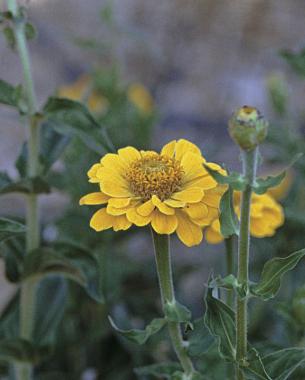 zinnias