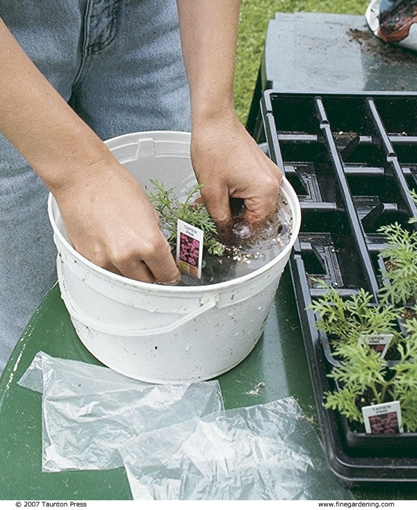 Thoroughly soak the plants by submerging the pots in water until all air bubbles disappear.