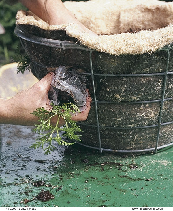  Insert plants through slits in the liner.