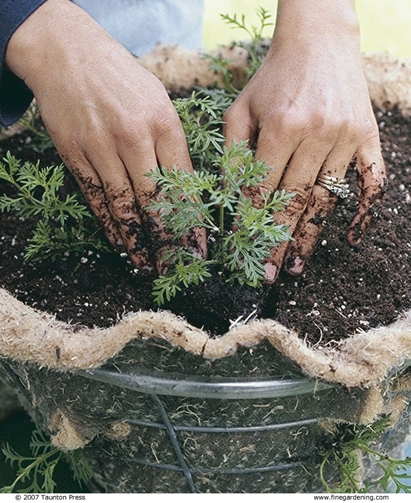 Next, add soil to within an inch of the rim.